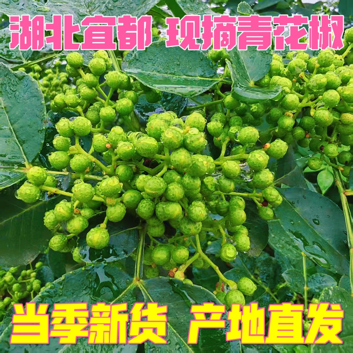 2026当季新货湖北宜昌宜都现摘特产新鲜青麻花椒农家本地特产大颗