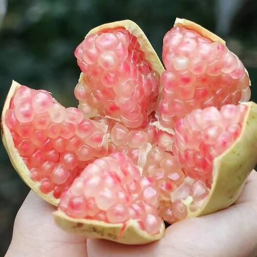 第一批 云南蒙自石榴老品种石榴硬子石榴绿籽石榴