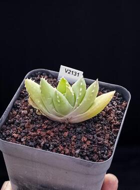 姬龙山芦荟Aloe brevifolia多肉植物小型芦荟原生沙生植物精品