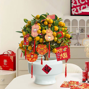 年桔盆栽带果新年招财开业年宵花四季桔大花盆室内金桔树观果绿植