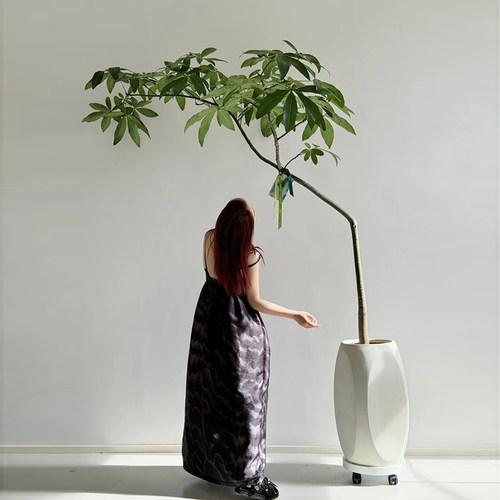 客厅绿植原生发财树室内旺宅