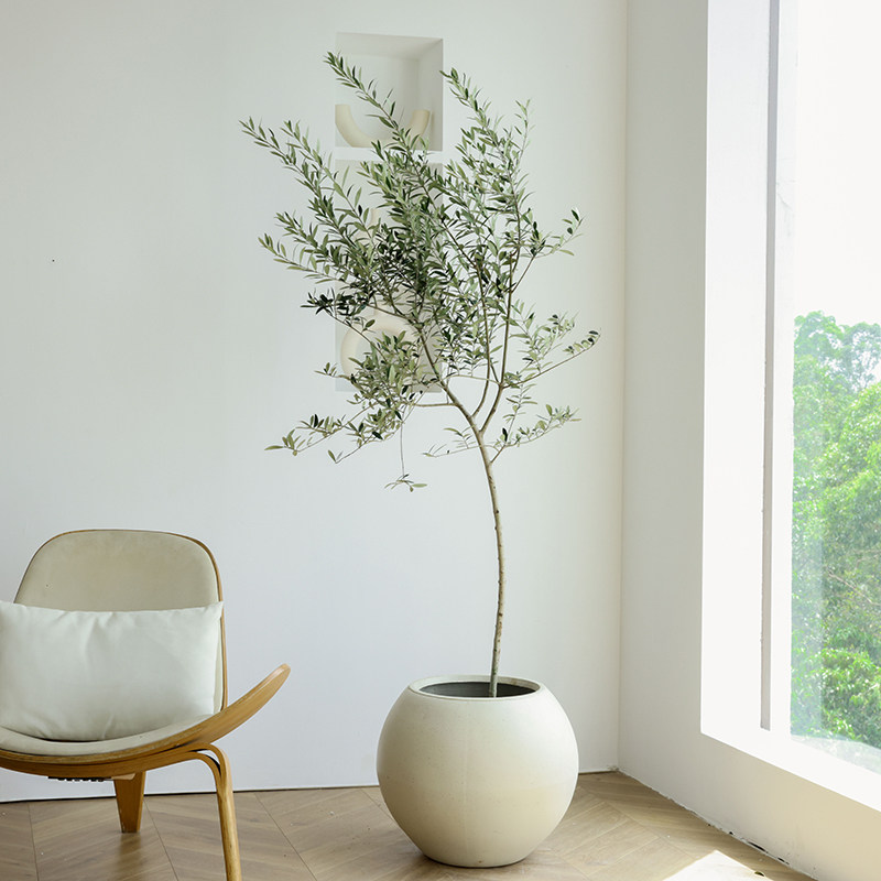 油橄榄树北欧氛围感耐寒好养植物