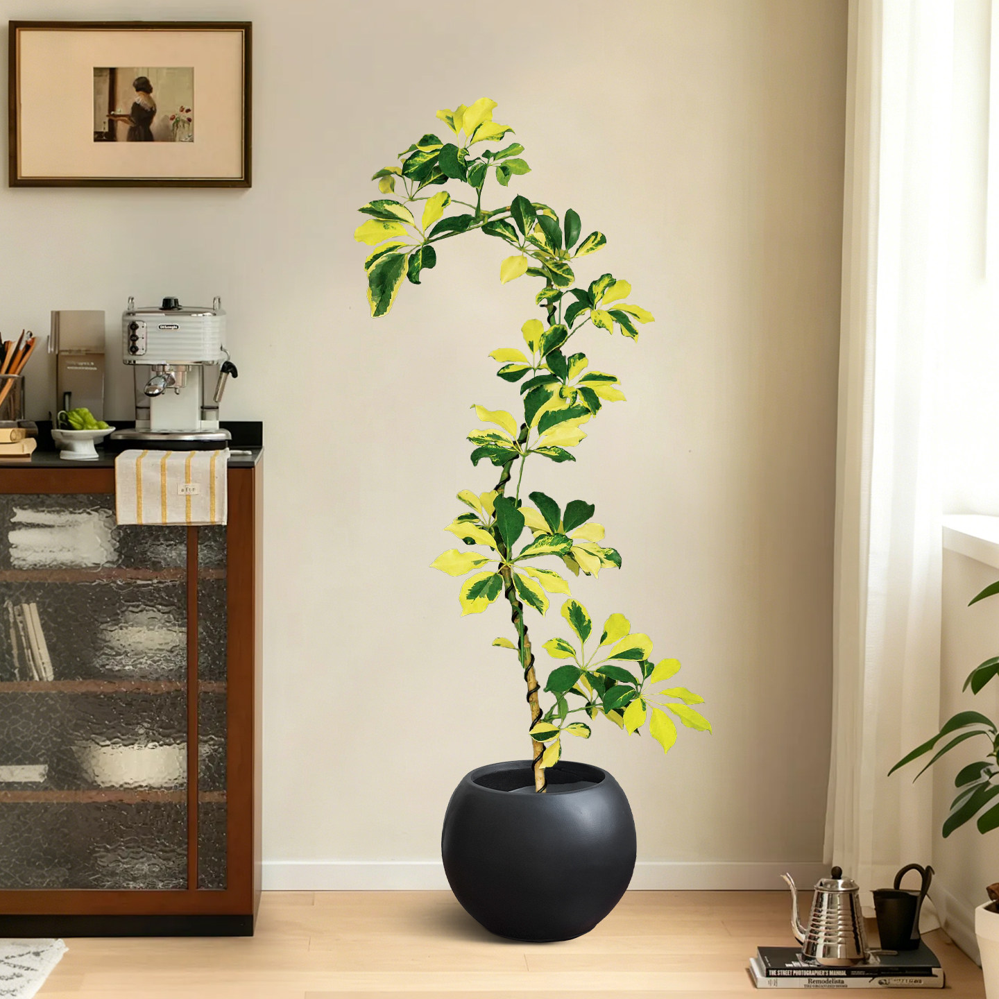 花叶鸭脚木盆栽客厅八方来财绿植澳洲油画鹅掌柴办公室植物好养活