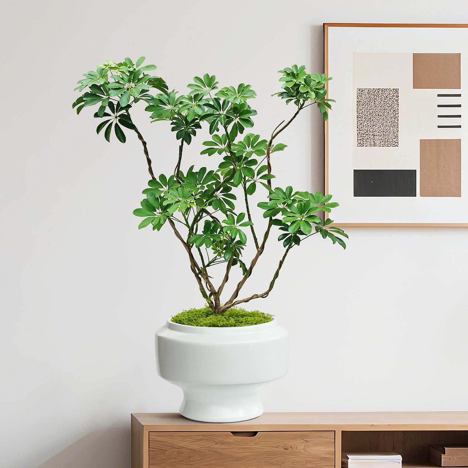 鸭脚木盆栽室内客厅旺宅绿植办公室桌面摆件八方来财盆景好养活