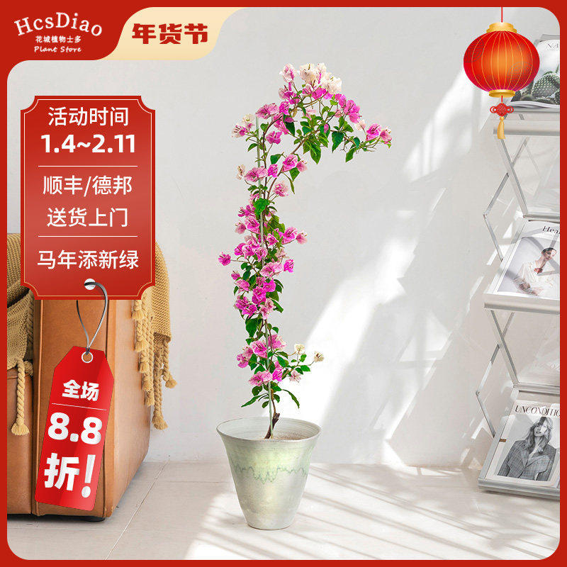 花城水调三角梅盆栽带花漳红缨色系四季开花植物室内阳台花卉绿植,鲜花速递/花卉仿真/绿植园艺,绣球/木绣球/木本植物,淘宝优惠券,粉丝福利购,淘宝优惠卷