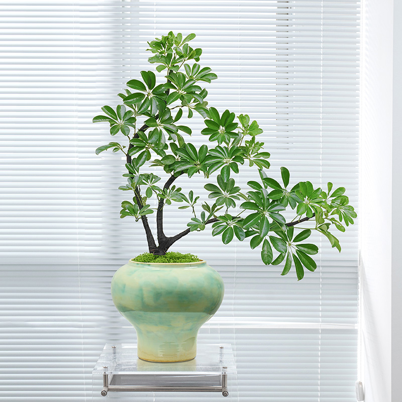 掌中有财盆景鸭脚木桌面绿植