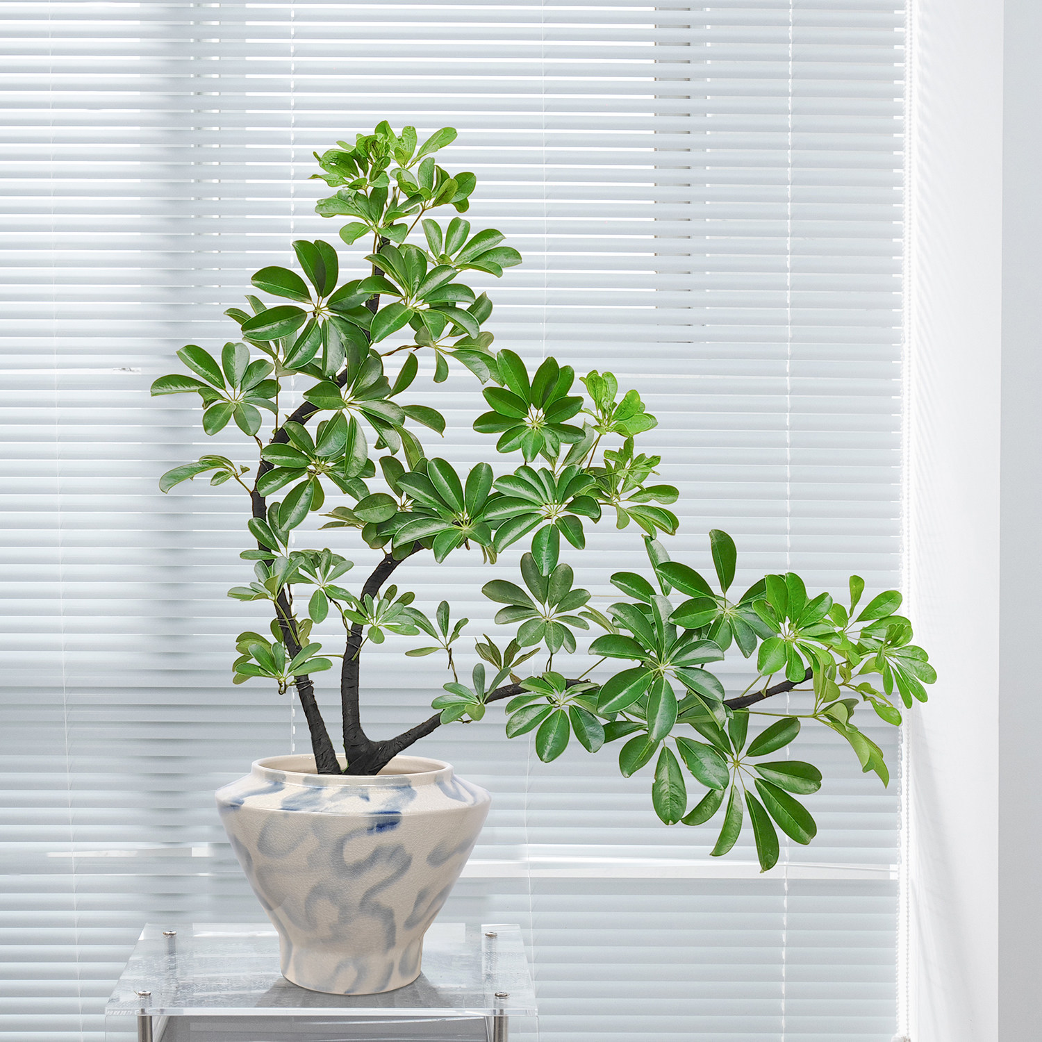 花城水调造景鸭脚木盆栽客厅旺宅桌面植物八方来财盆景办公室绿植