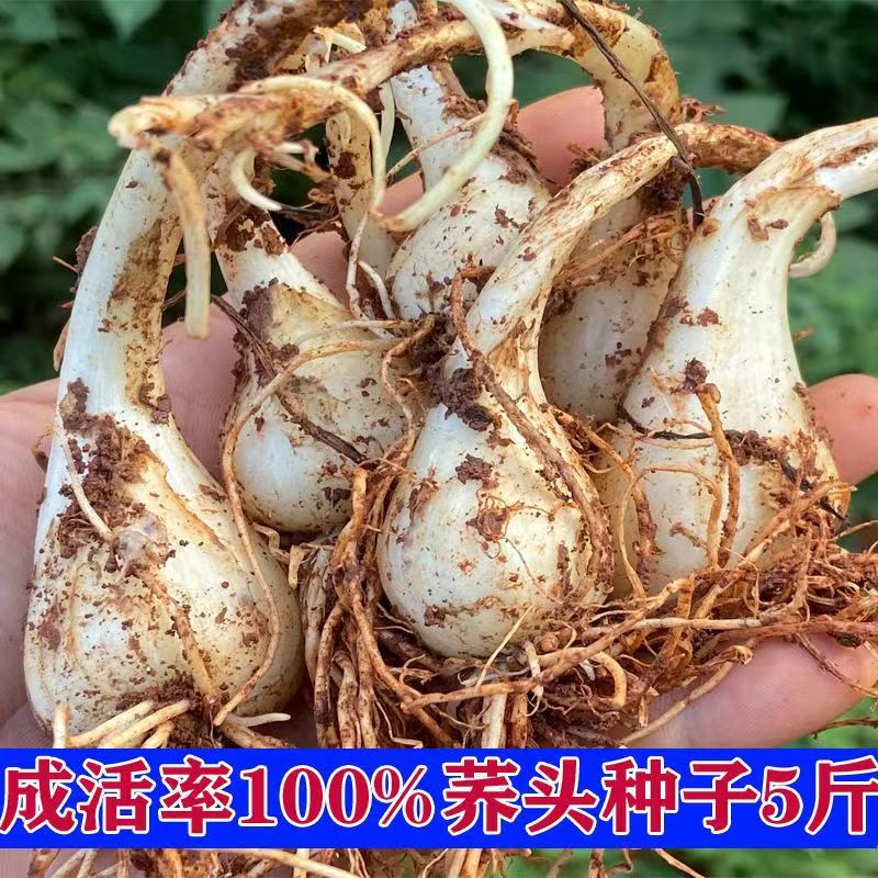 荞头种子 茭头藠头种子带根带须自种农村新鲜今年现挖可种植包邮