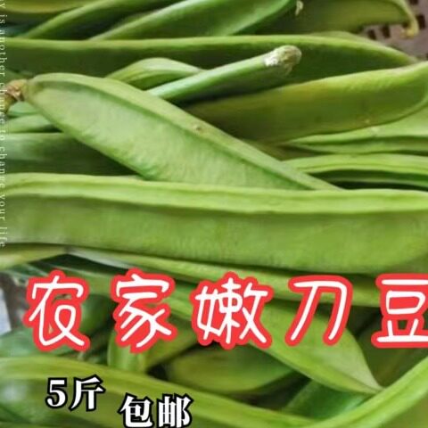 江西宜春自种刀豆精挑细选鲜嫩刀豆 大刀豆 精品嫩刀豆食用可腌制