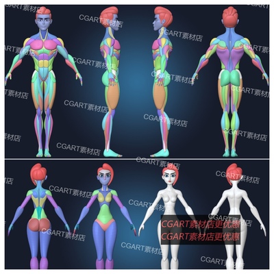 zbrush风格化男女性人体基础模型zb卡通角色肌肉分块解剖学3d模型