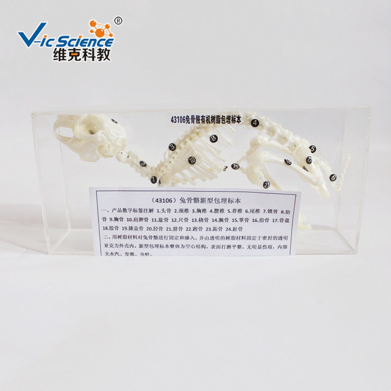 新型兔骨骼包埋标本 有机树脂包埋 动物骨骼标本 中小学教学器材