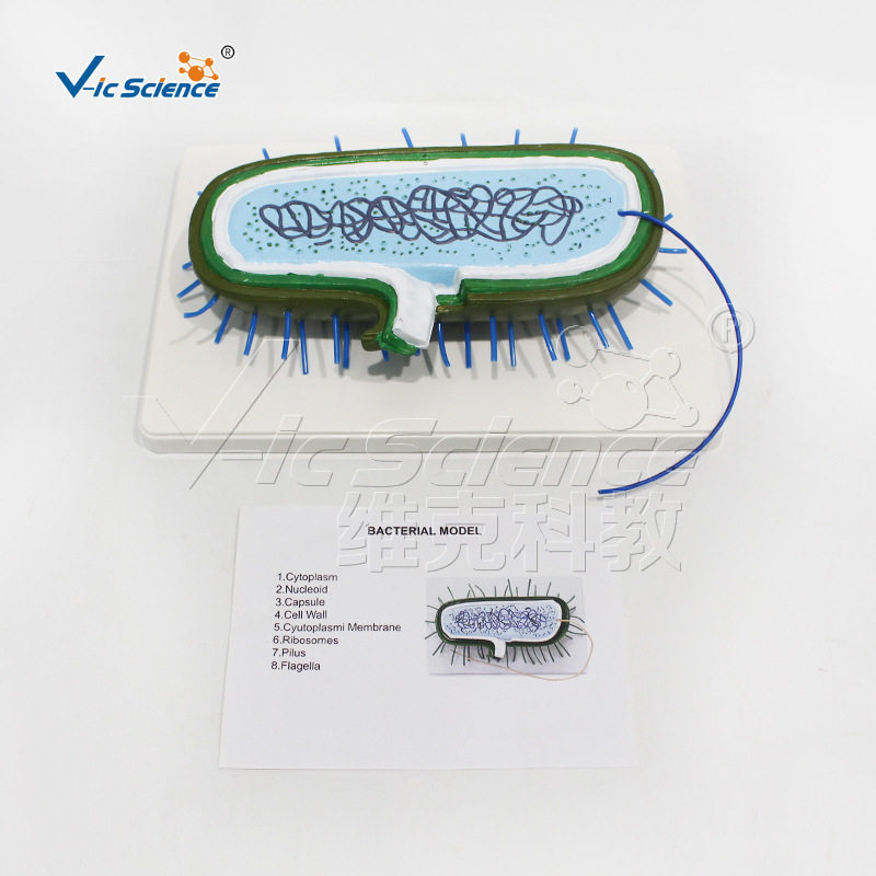 vic-3216-9大肠杆菌模型 微生物示教模型