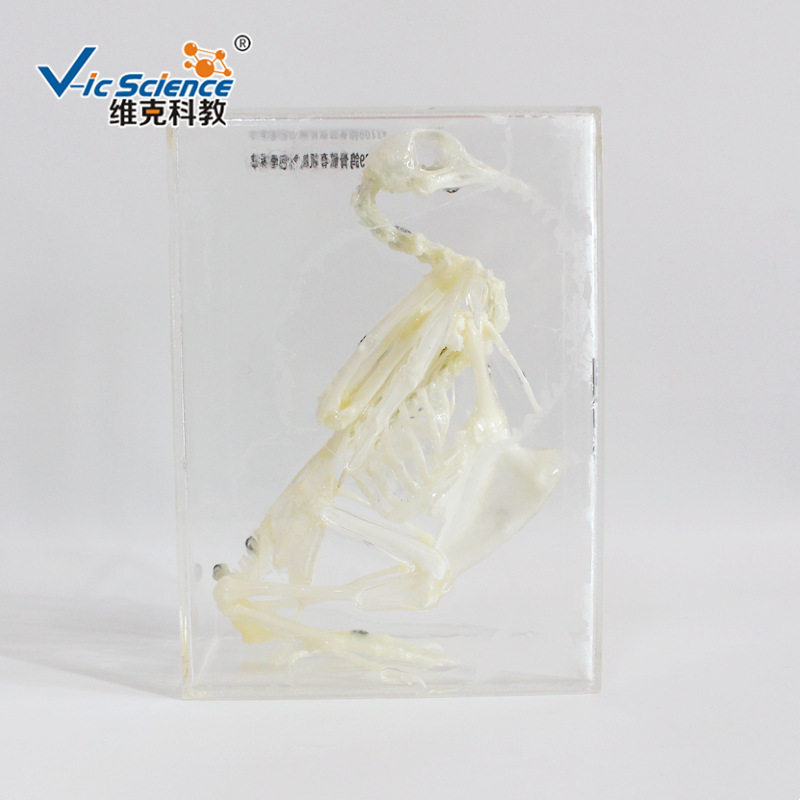 新型鸽骨骼包埋标本 有机树脂包埋 动物骨骼包埋 中小学教学器材
