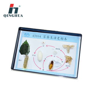 青华桑蚕生活史标蚕宝宝的一生标本初高中生物小学实验教学仪器