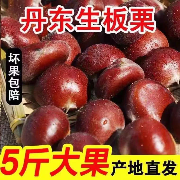 新鲜现摘丹东农家生板栗5斤大果整箱油栗子甜糯毛栗子锥栗带皮壳