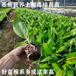 苹果粉蕉苗树苗带土广西中蕉9号香蕉苗四季种植红香蕉苗蕉苗
