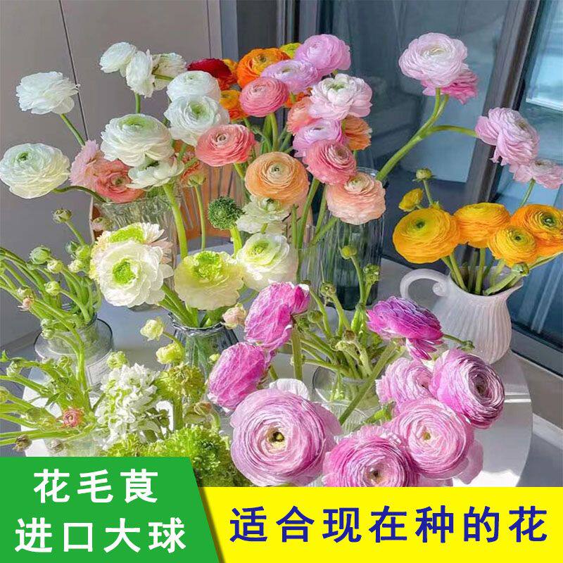 花毛茛种球四季开花洋牡丹球根耐寒易种室内外花卉盆栽植物花