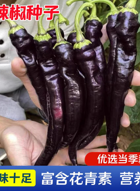 黑辣椒种子 中早熟外皮接近黑紫色光亮美观高产辣味浓辣椒籽