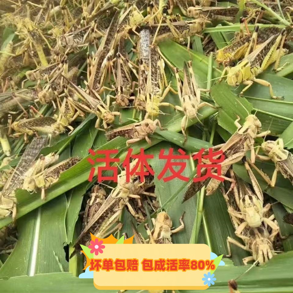 蚂蚱活体活虫蝗虫蚱蜢画眉鸟爬虫龟宠物蜂饲料飞蝗鸟活食新鲜食物