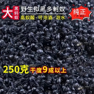 广西大黑蚂蚁干正品 野生拟黑多刺蚁250g养生泡水泡酒料另售蚂蚁酒