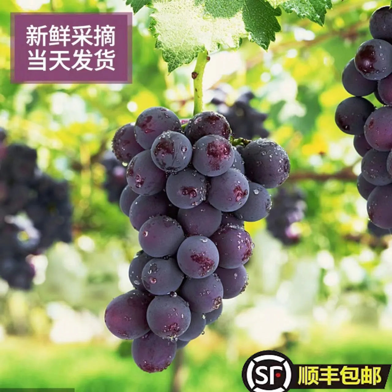 【东北巨峰葡萄整串发货】新鲜采摘整箱产地直发辽宁巨峰京东顺丰