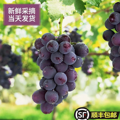 【东北巨峰葡萄整串发货】新鲜采摘整箱产地直发辽宁巨峰京东顺丰