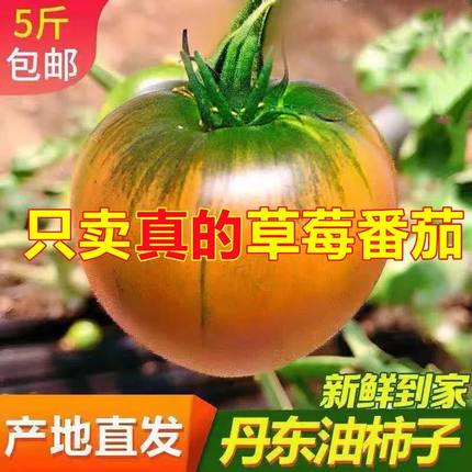 丹东铁皮草莓柿子5斤新鲜生吃水果番茄绿腚碱地西红柿自然熟现摘