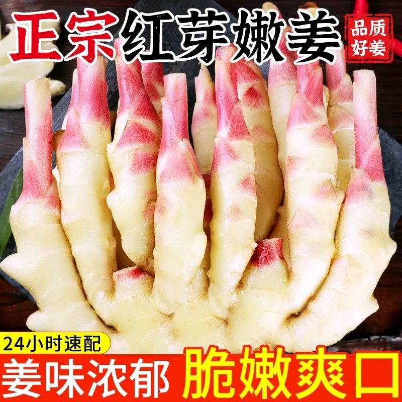 【现货】现挖2025年红芽嫩姜5斤仔姜生姜鲜姜新鲜姜芽做泡糖醋姜