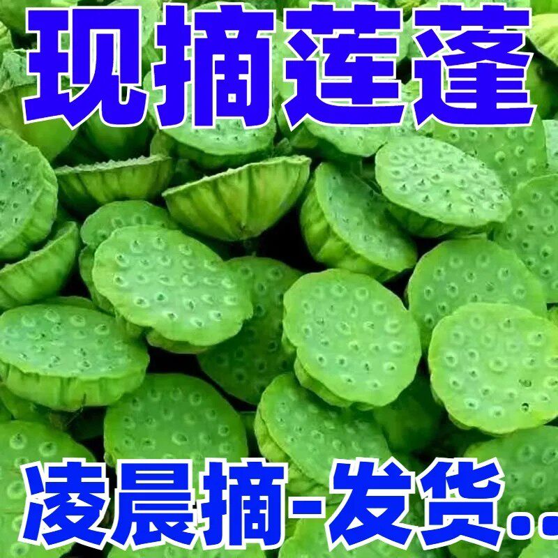 当天采摘水果莲蓬新鲜嫩莲蓬当季现摘湘莲生吃嫩莲子米整箱包邮