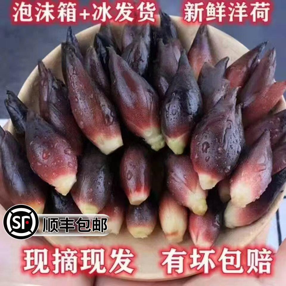 【现货】新鲜洋荷姜摘发阳