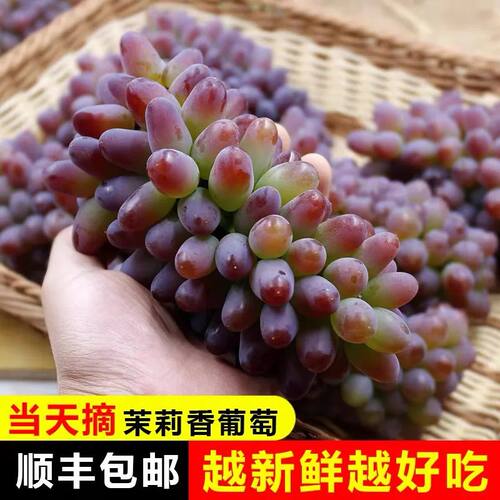 东北茉莉香葡萄现摘应季新鲜水果郁金香玫瑰香葡萄无籽小红提提子