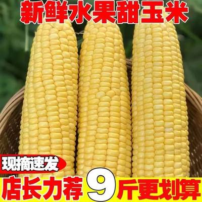 云南水果玉米10斤新鲜现摘