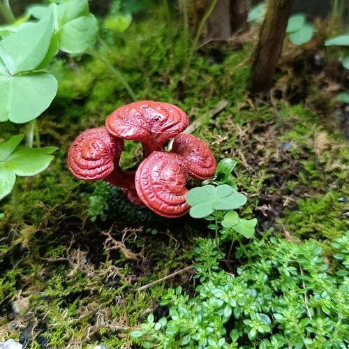 仿真灵芝摆件盆栽兰花摆设苔藓微景观生态瓶装饰新款清货