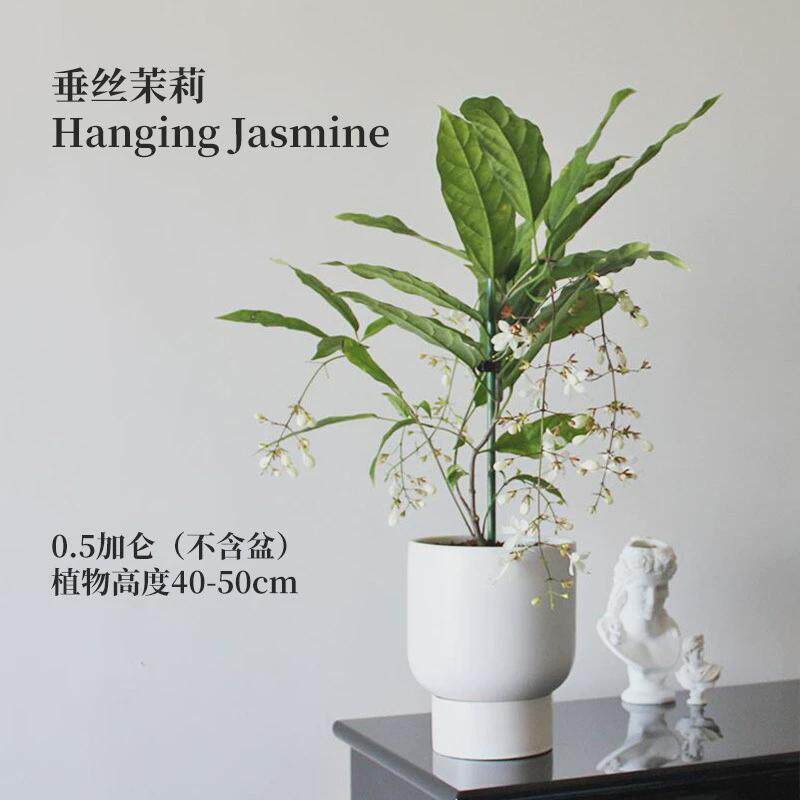 垂丝茉莉带花苞盆栽室内阳台办公室垂钓植物四季花卉绿植茉莉花