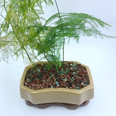 虹彩石颗粒多肉园艺铺面用透水透气彩虹石颗粒