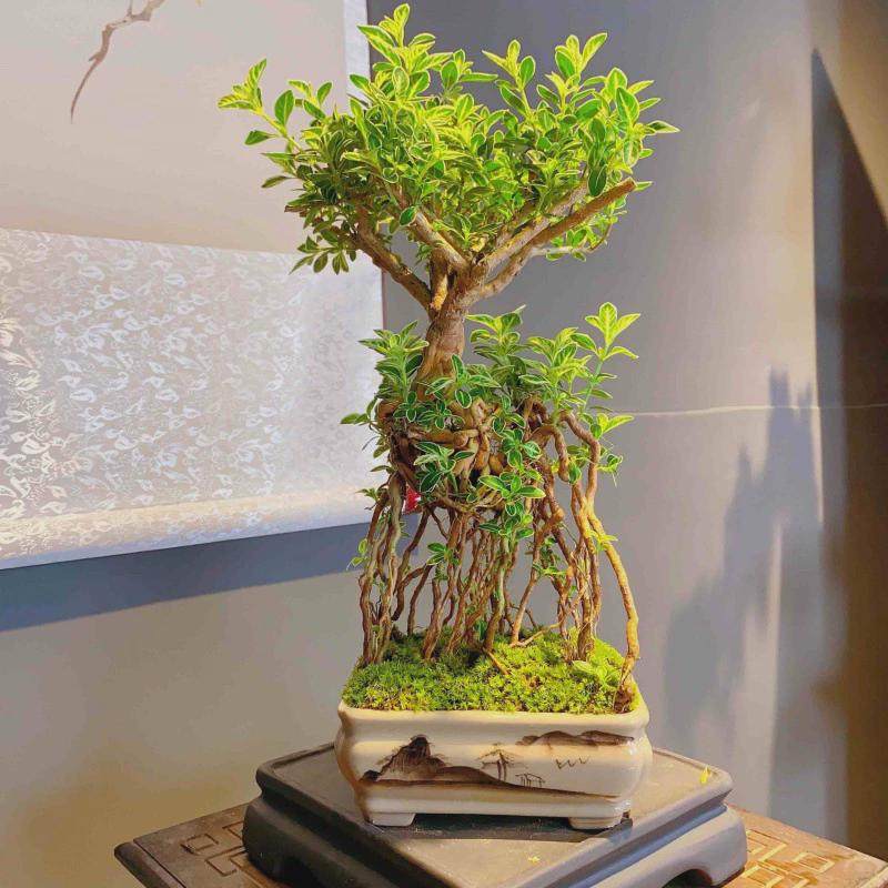 金边悬崖六月雪盆栽提根四季室内植物办公室客厅茶桌阳台桌面绿植,鲜花速递/花卉仿真/绿植园艺,绿植,淘宝优惠券,粉丝福利购,淘宝优惠卷