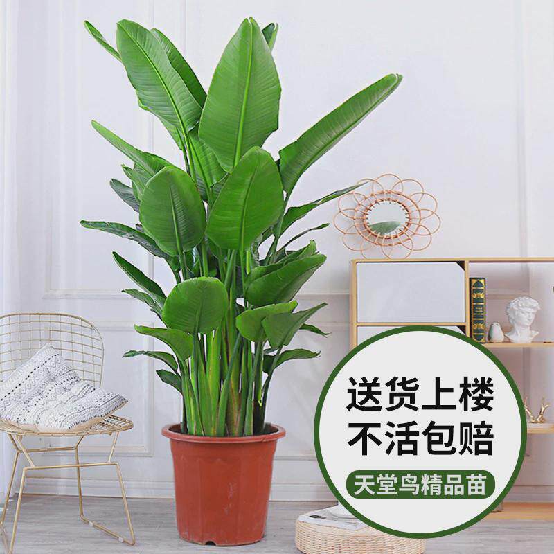 网红鹤望兰绿植大型室内办公室客厅绿植物水培天堂鸟盆栽花卉好养