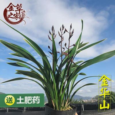 兰花苗皎月春兰边草铭品艺边线金春季带花苞室内绿植物花卉盆栽