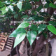 仿真榕树客厅落地榕树装 饰摆件室内大型植物北欧ins绿植假树榕树