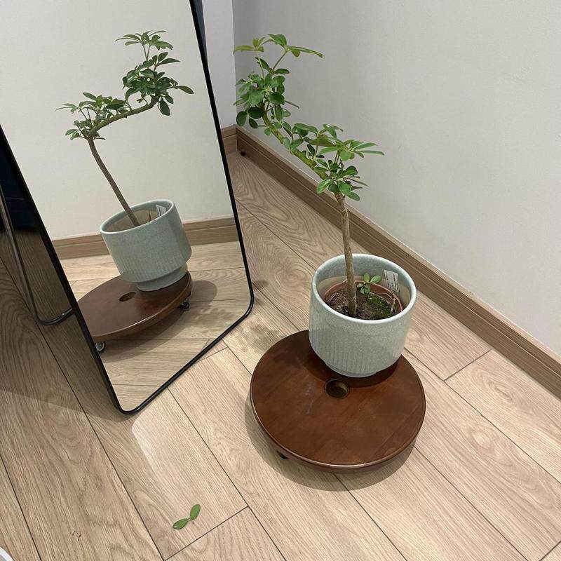 实木制花盆移动托盘底座加厚万向轮带刹车静音圆形鱼缸承重花托架,鲜花速递/花卉仿真/绿植园艺,花盆,淘宝优惠券,粉丝福利购,淘宝优惠卷