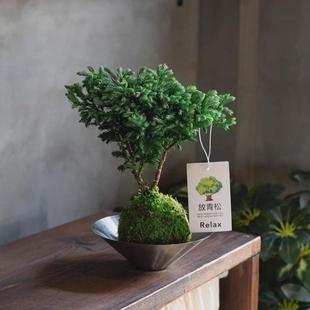 放青松办公桌球南松蓝色波尔瓦水培盆栽松柏室内客厅茶桌苔藓