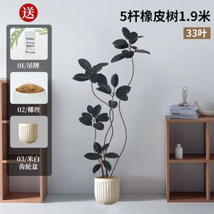 临室内仿真黑金刚橡皮树网红雅落地摆件客厅北欧ins现代盆栽软装
