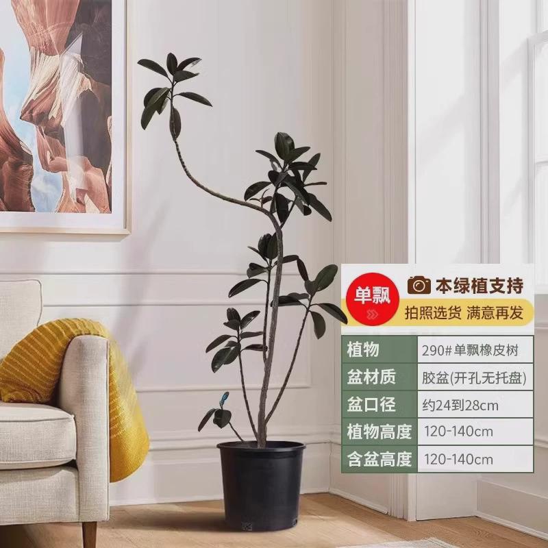 黑金刚橡皮树客厅大盆栽绿植办公室内大型植物禄大号真花落地式植