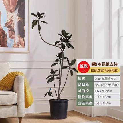 黑金刚橡皮树客厅大盆栽绿植办公室内大型植物落地式大号真花禄植
