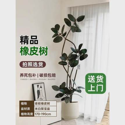 黑金刚橡皮树大客厅盆栽绿植办公室内大型植物落地式大号真花禄植