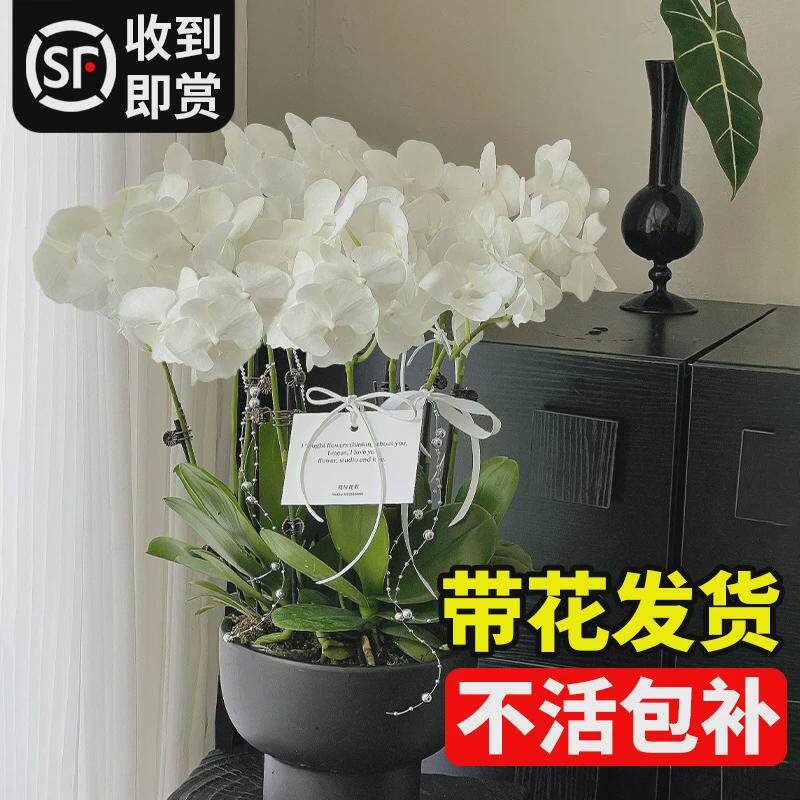 蝴蝶兰盆栽带花大花客厅室内花卉植物好养真花年宵花大花蕙兰新年