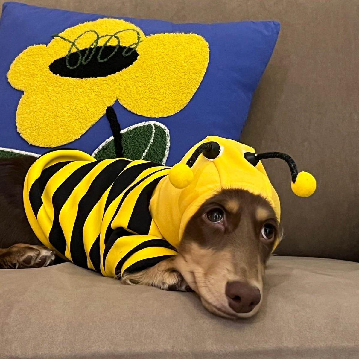 腊肠犬蜜蜂装宠物猫咪秋冬款泰迪狗狗衣服小型犬搞怪搞笑加绒卫衣