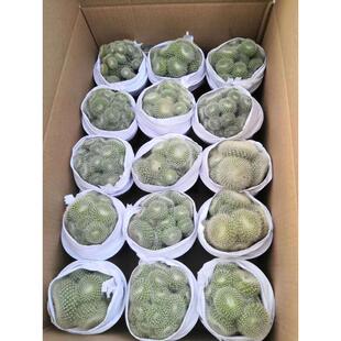 室内植物直供家居基地花卉盆栽仙人球植物盆栽白雪光