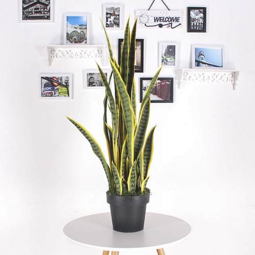 仿真边黄虎皮兰小盘栽装饰摆件外母舌金边高叶绿植带盘虎皮兰