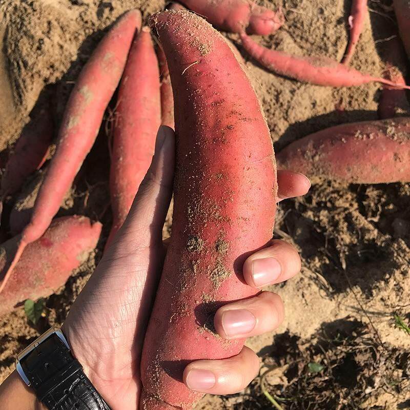 福建六鳌蜜薯新鲜红薯地瓜富晒沙地红心红蜜薯正宗漳浦产地直发C